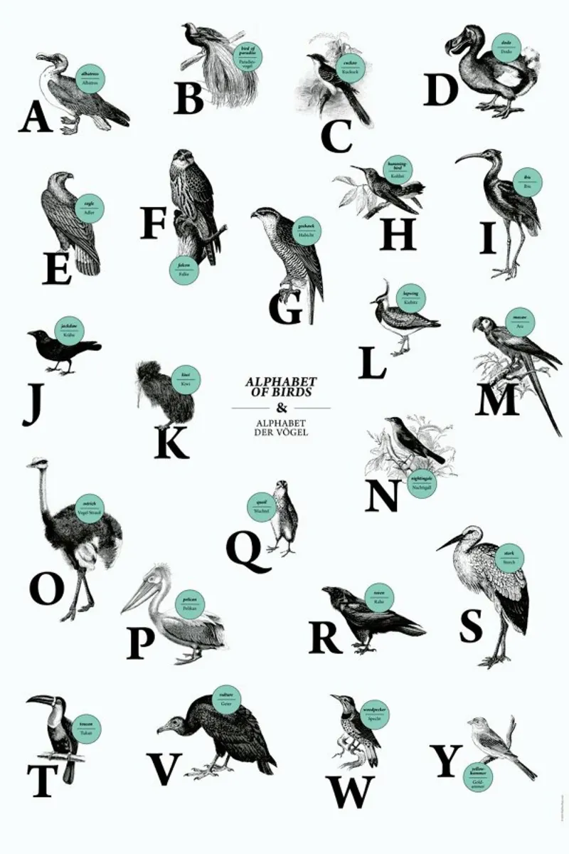 alphabet of birds, animal ABC poster con telaio in plastica da The True Type