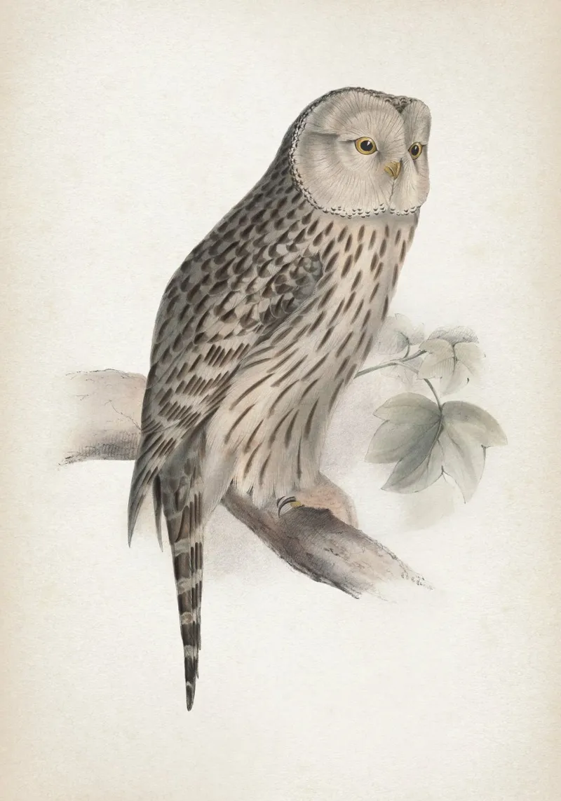 Vintage Lear 2 Ural Owl pellicola backlit da Vintage Print Collection