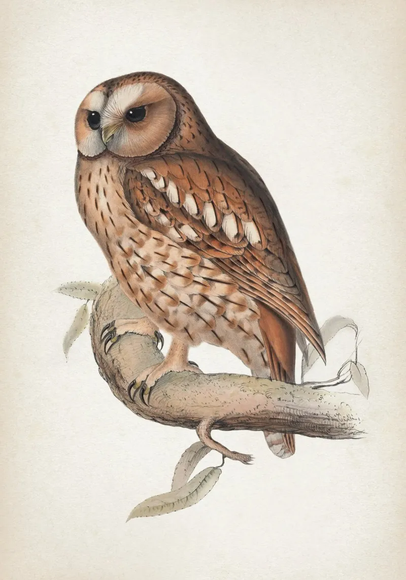 Vintage Lear 2 Wood Owl pellicola backlit da Vintage Print Collection