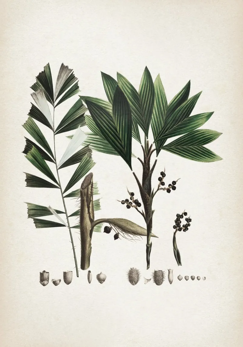 Vintage Martius 6 Bactris Hirta poster con telaio in plastica da Vintage Print Collection