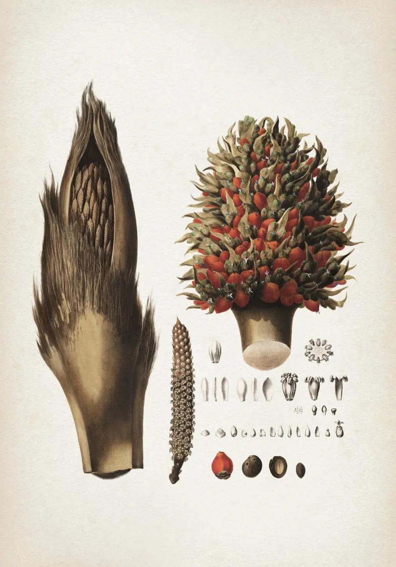 Vintage Martius 6 Elaeis Melanococca poster da Vintage Print Collection