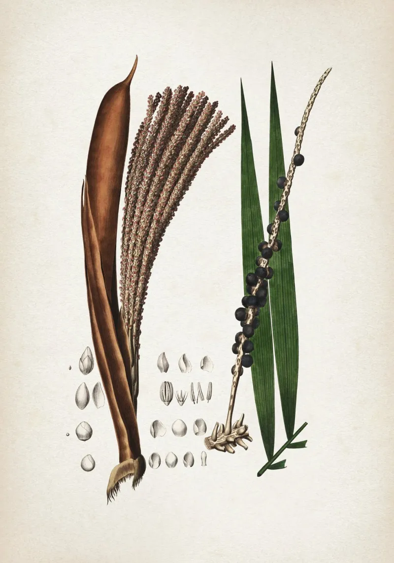 Vintage Martius 6 Euterpe Oleracea poster con telaio in legno da Vintage Print Collection
