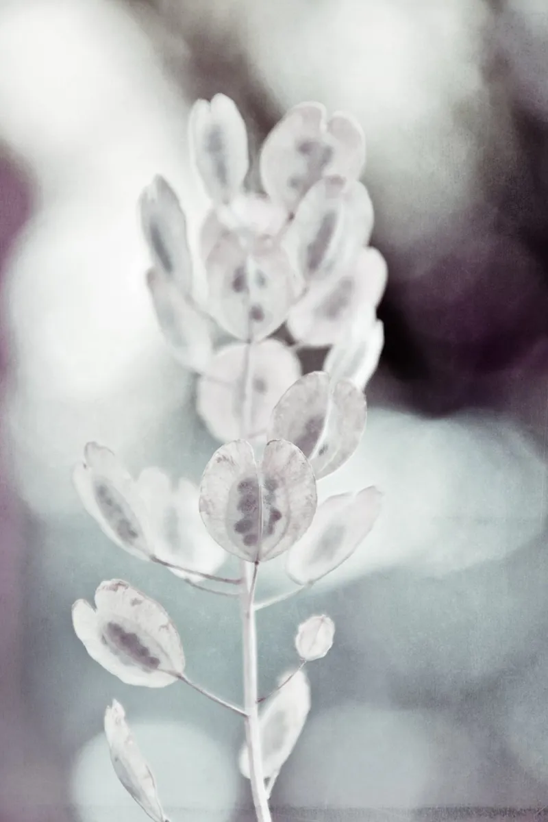 seeds carta hahnemühle da Visuelle Poesie am Wegesrand