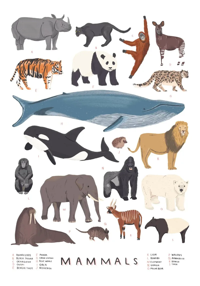Mammals acrylic glass by Alex Foster