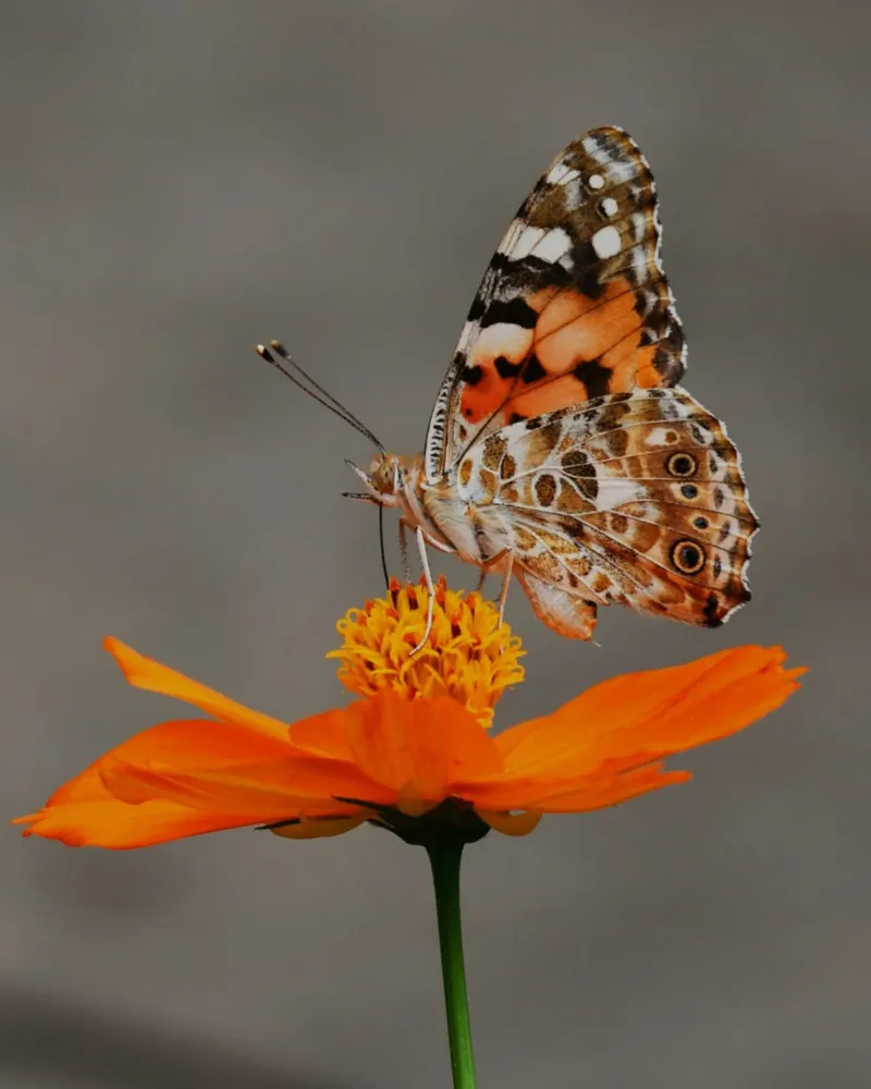 Ali di bellezza su un fiore poster con telaio in legno da Nature's Palette