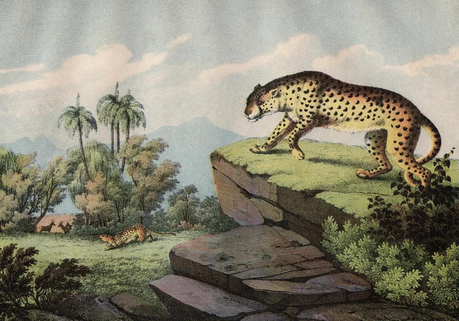 Vintage Kolb 2 Tafel 14 Gepard pellicola backlit da Vintage Print Collection