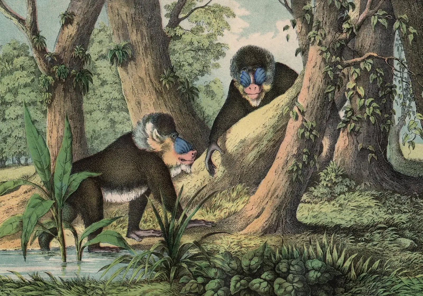 Vintage Kolb 3 Tafel 41 Mandrill canvas met Baklijst van Vintage Print Collection