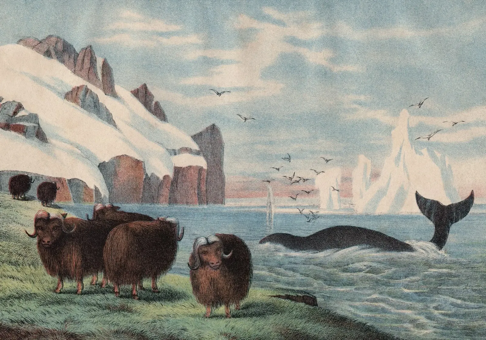 Vintage Kolb 4 Tafel 58 Walfisch poster con telaio in plastica da Vintage Print Collection