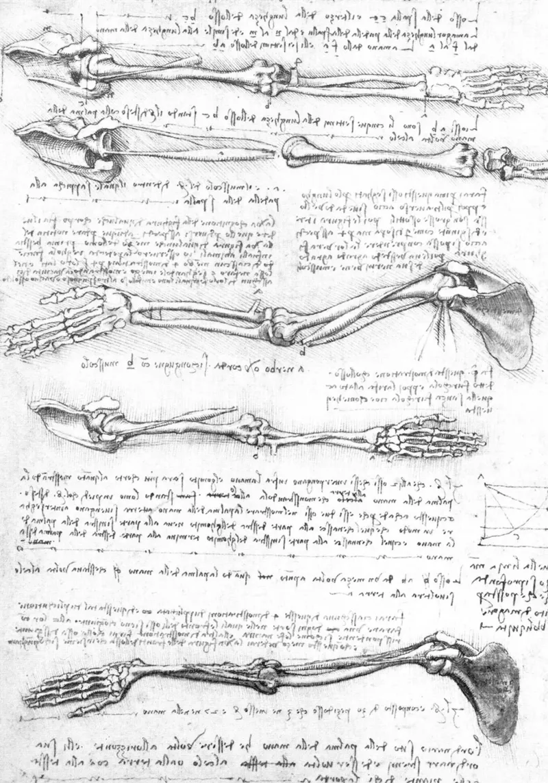 Studio anatomico del braccio poster con telaio in legno da James McIntosh