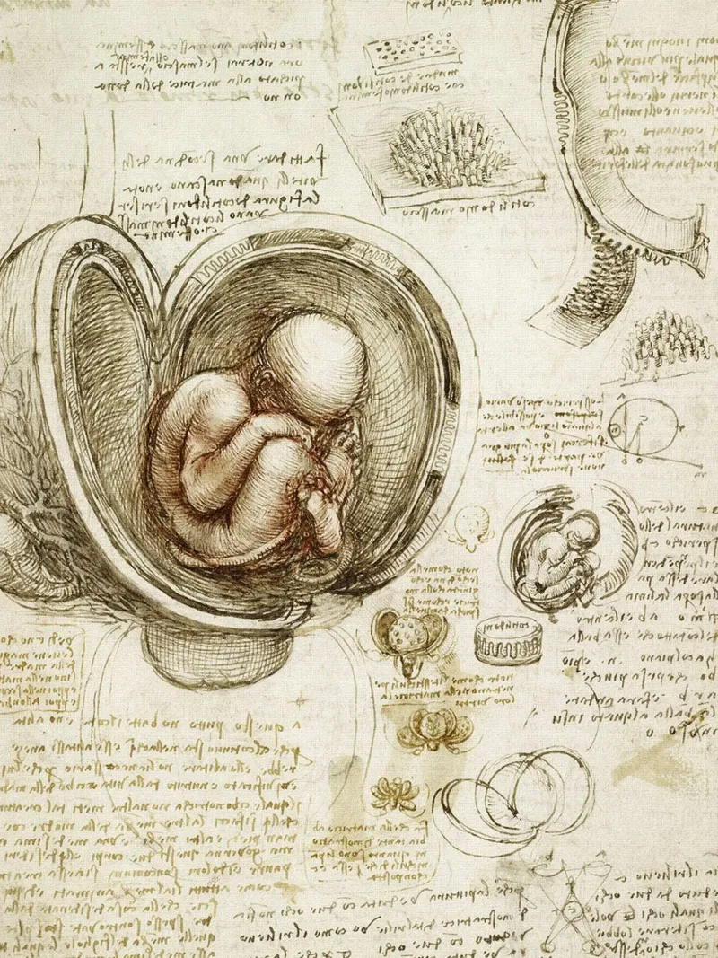 Studi sugli embrioni di Leonardo da Vinci poster da James McIntosh