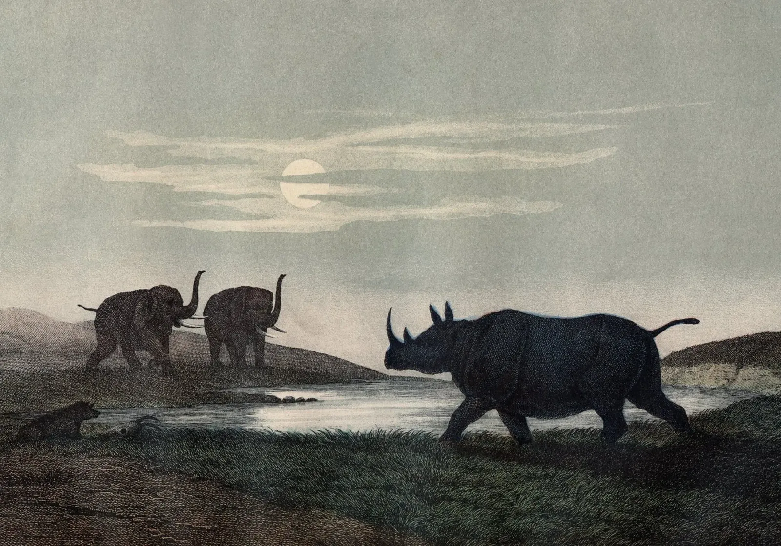 Vintage Kolb 5 Tafel 33 Nashorn poster da Vintage Print Collection