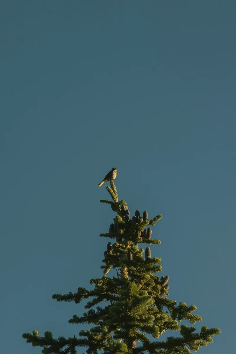 pine tree canvas with Floater frame by Earthly Visions