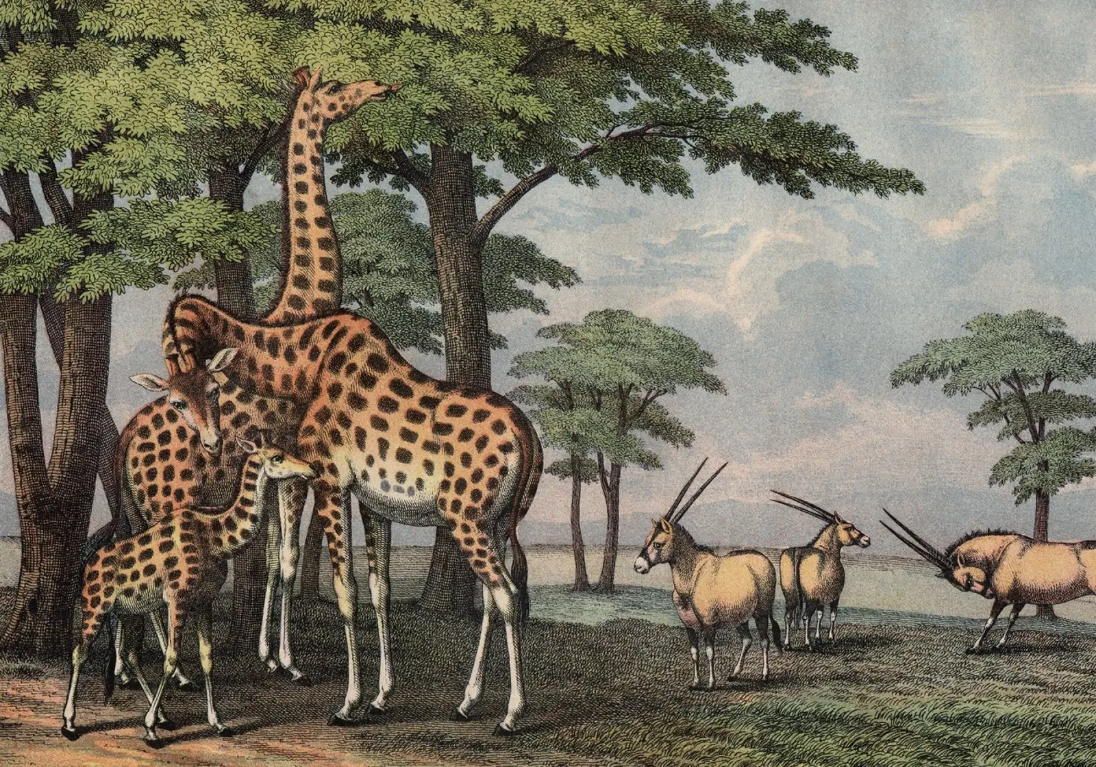 Vintage Kolb 5 Tafel 36 Giraffe poster da Vintage Print Collection