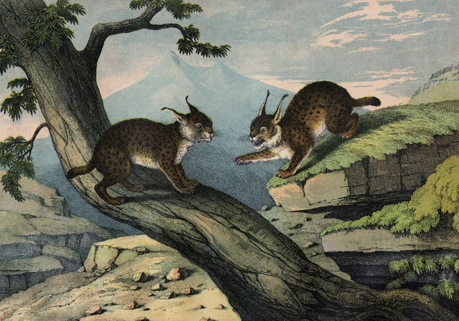 Vintage Kolb 6 Tafel 1 Luchs pellicola backlit da Vintage Print Collection