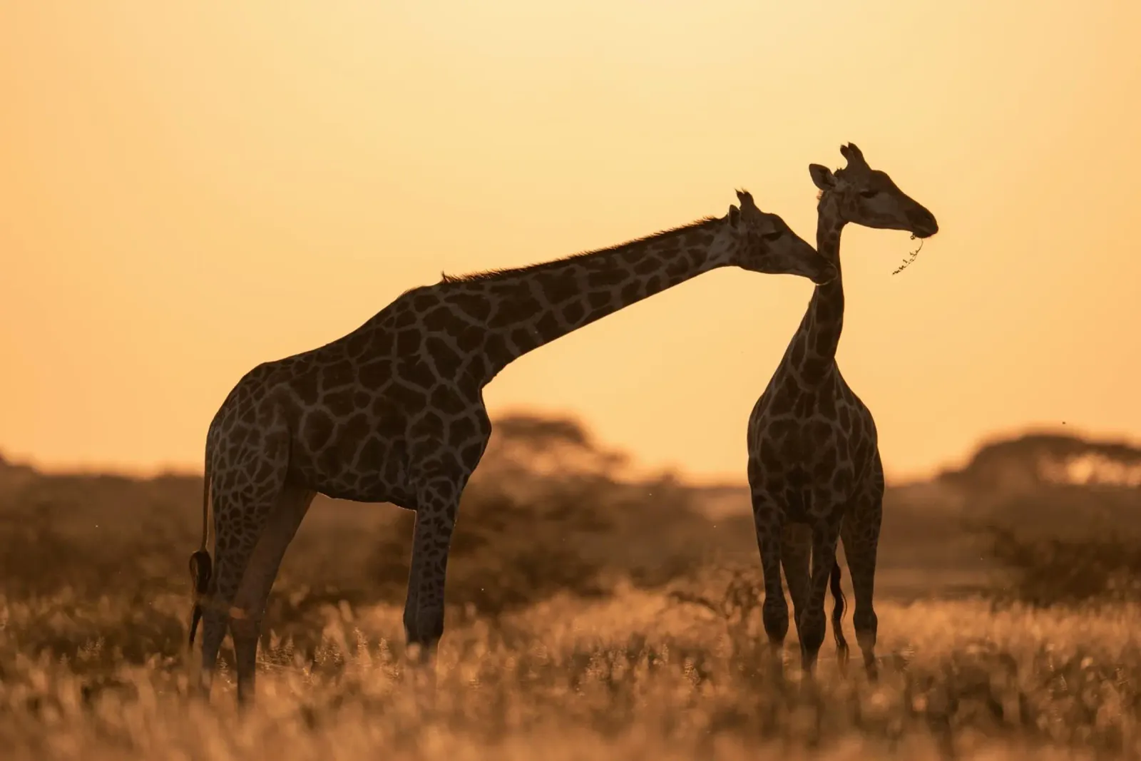 A giraffe standing on the meadow in the afternoon canvas with Floater frame by Earthly Visions