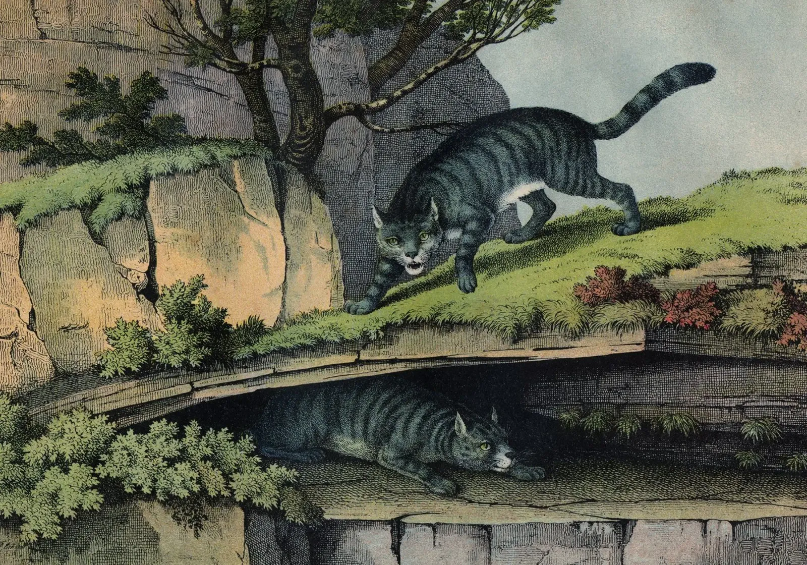 Vintage Kolb 6 Tafel 2 Wildkatze poster con telaio in plastica da Vintage Print Collection