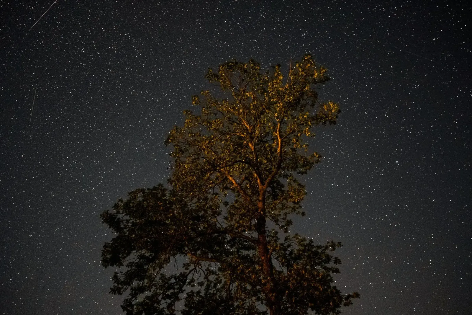 L'ombra dell'albero di notte poster da Earthly Visions