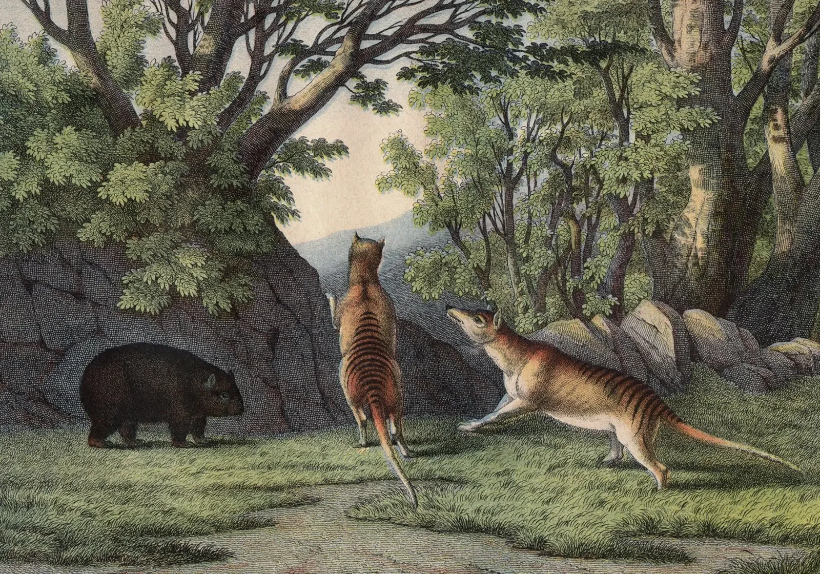 Vintage Kolb 6 Tafel 24 Tigerwolf poster da Vintage Print Collection