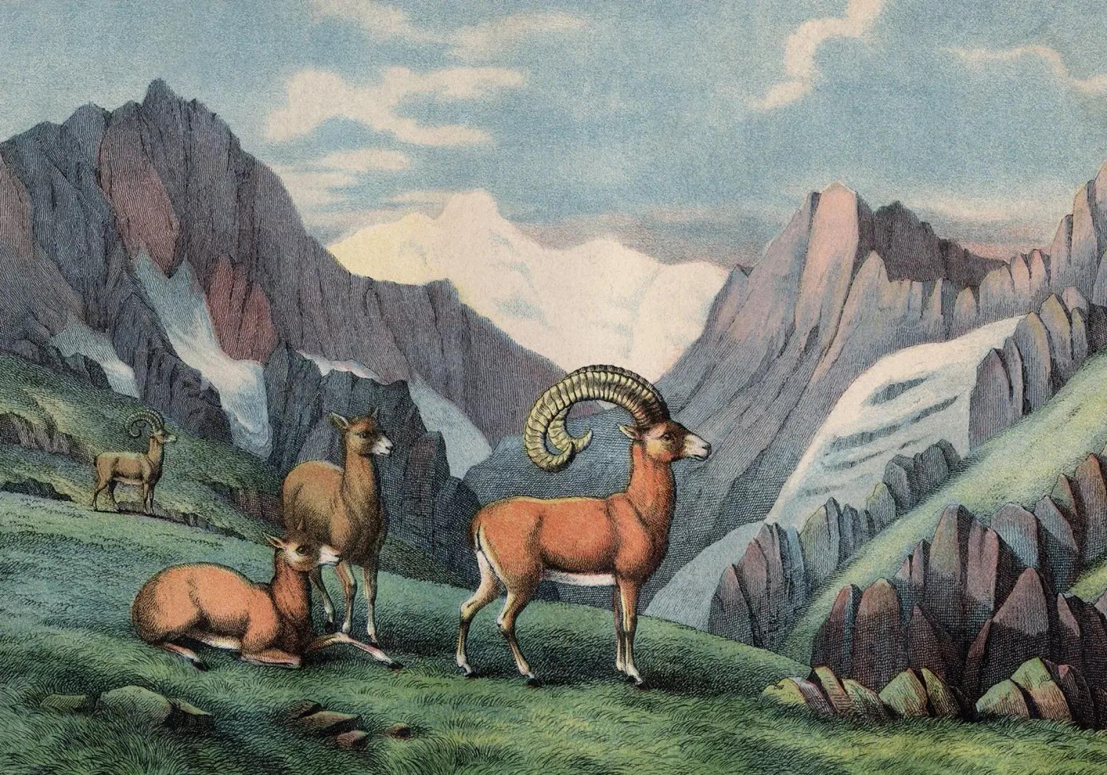 Vintage Kolb 7 Tafel 7 Mouflon poster con telaio in plastica da Vintage Print Collection