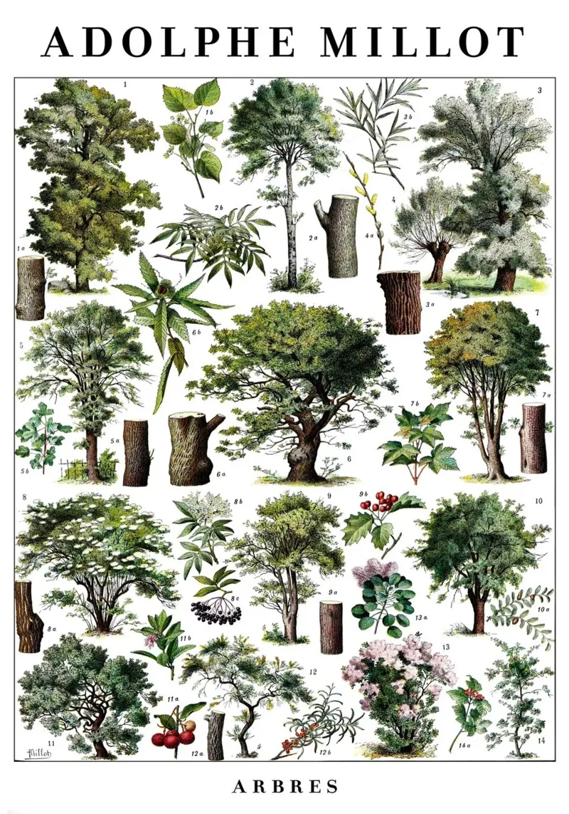 Alberi tela con Cornice a cassetta da Rob Lewis