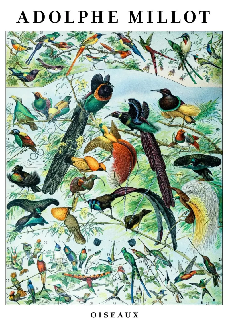 Uccelli poster con telaio in legno da Rob Lewis