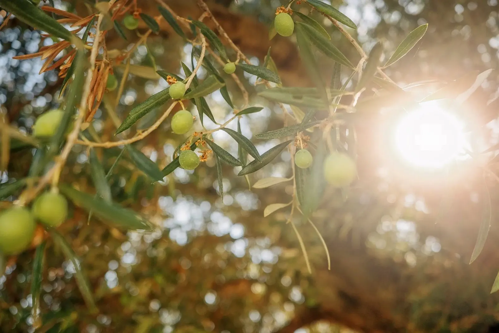 Golden Olive Tree poster da Thilo Grøsch