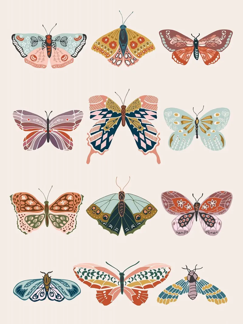Decorative Butterfly and Moth Illustration canvas with Floater frame by Leonard R Sadler