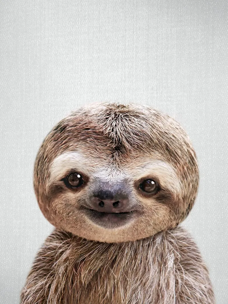 Baby Sloth Colorful canvas with Floater frame by Eldon S Kiser