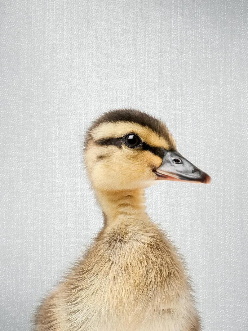Duckling Colorful canvas with Floater frame by Eldon S Kiser