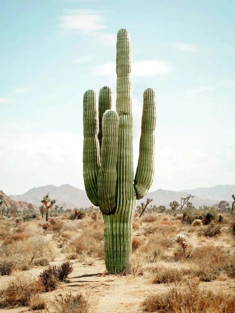Vita da cactus poster da Eldon S Kiser