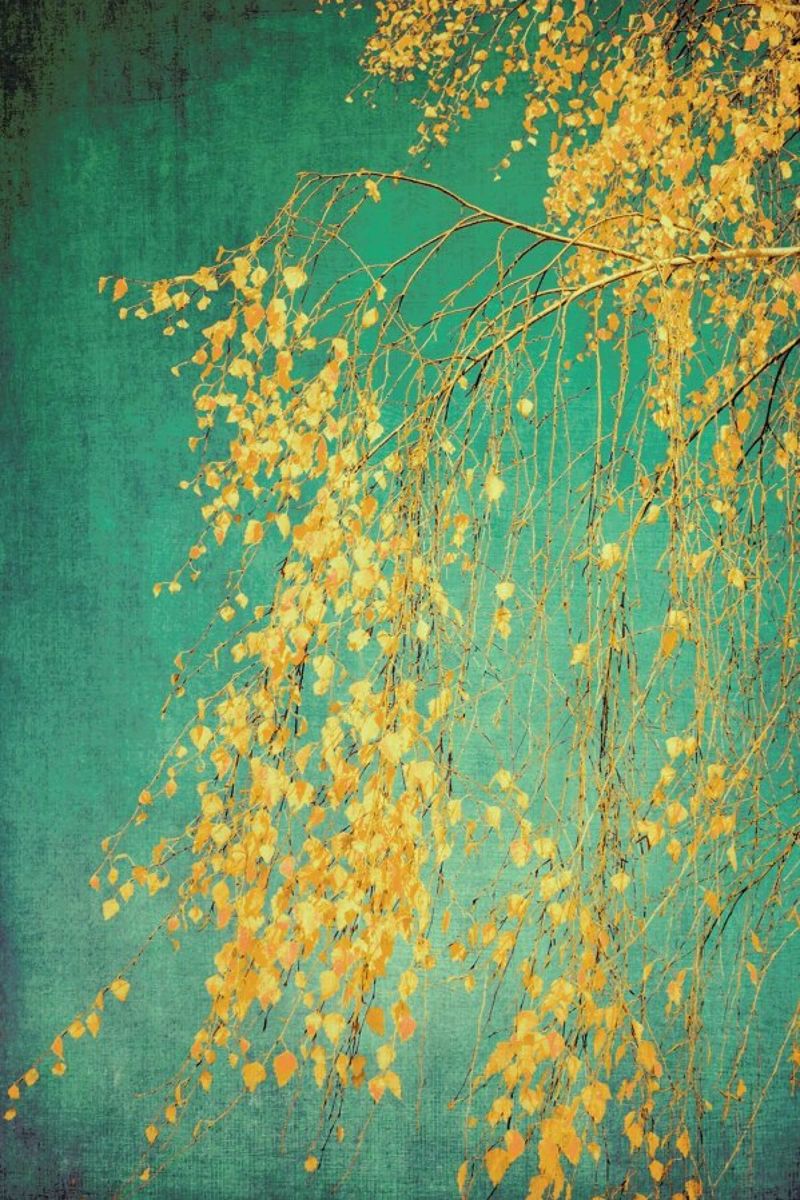 Birch Tree - Flüstern von Gelb Smaragdgrün Poster von Ingrid Beddoes