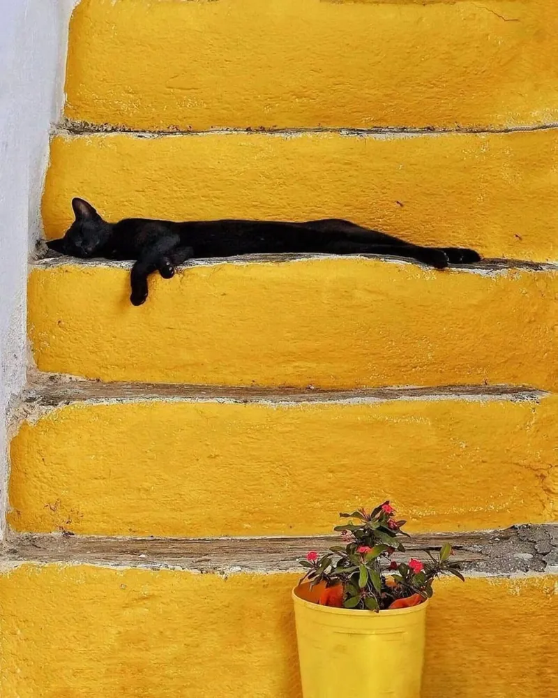 cat lie on stair tela con Cornice a cassetta da sophiaz