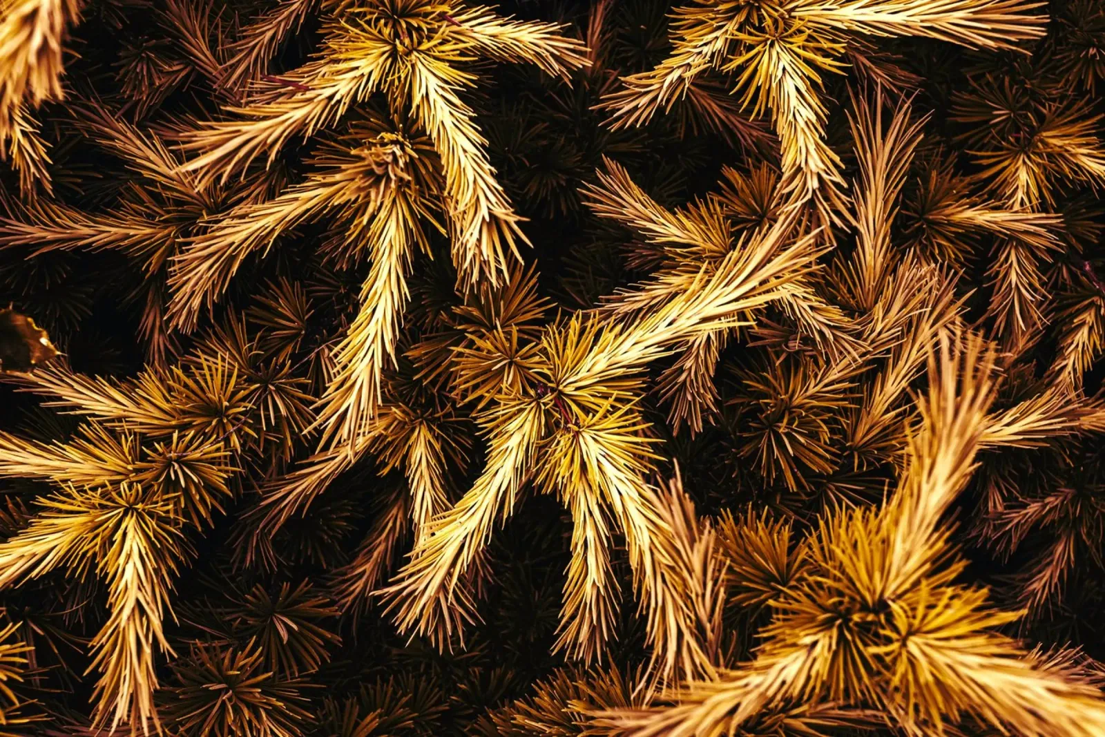 Dry leaves poster da mip of map