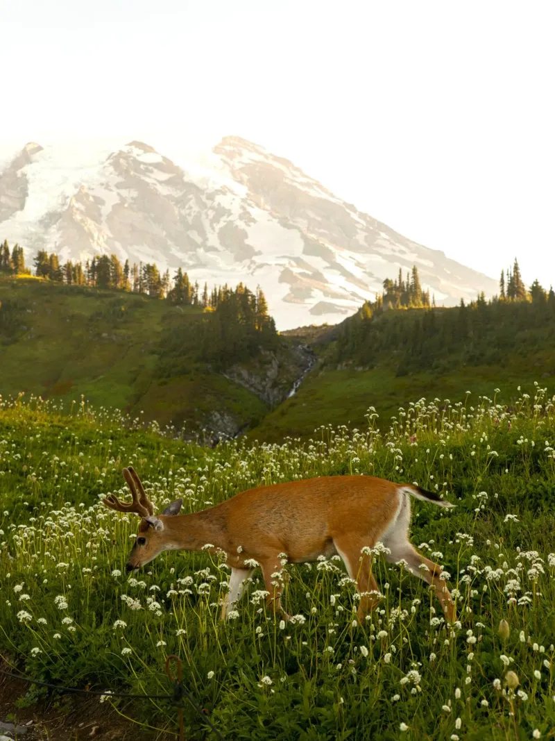 Golden deer on flower hill tela con Cornice a cassetta da mip of map