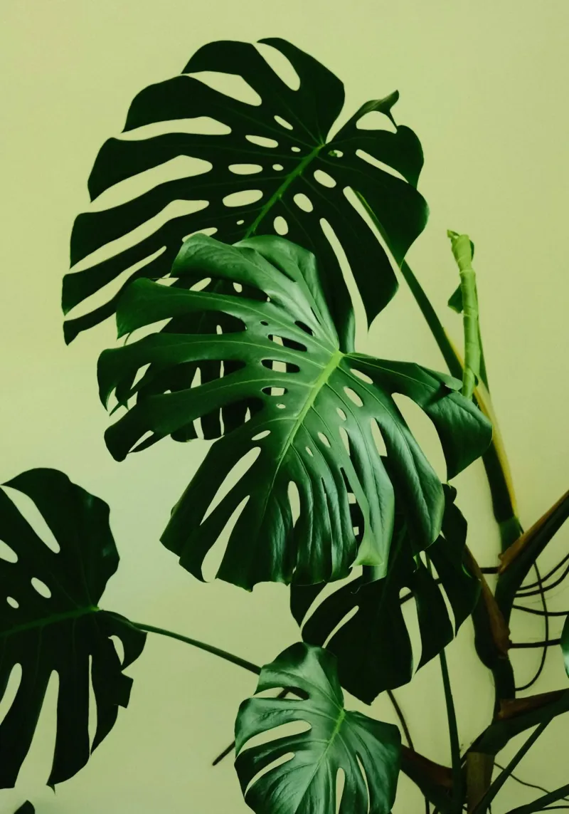Fresh green pothos leaves poster con telaio in plastica da mip of map