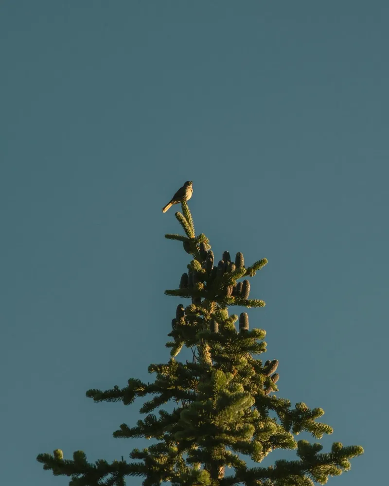 Little bird perched on the pine tree canvas with Floater frame by mip of map