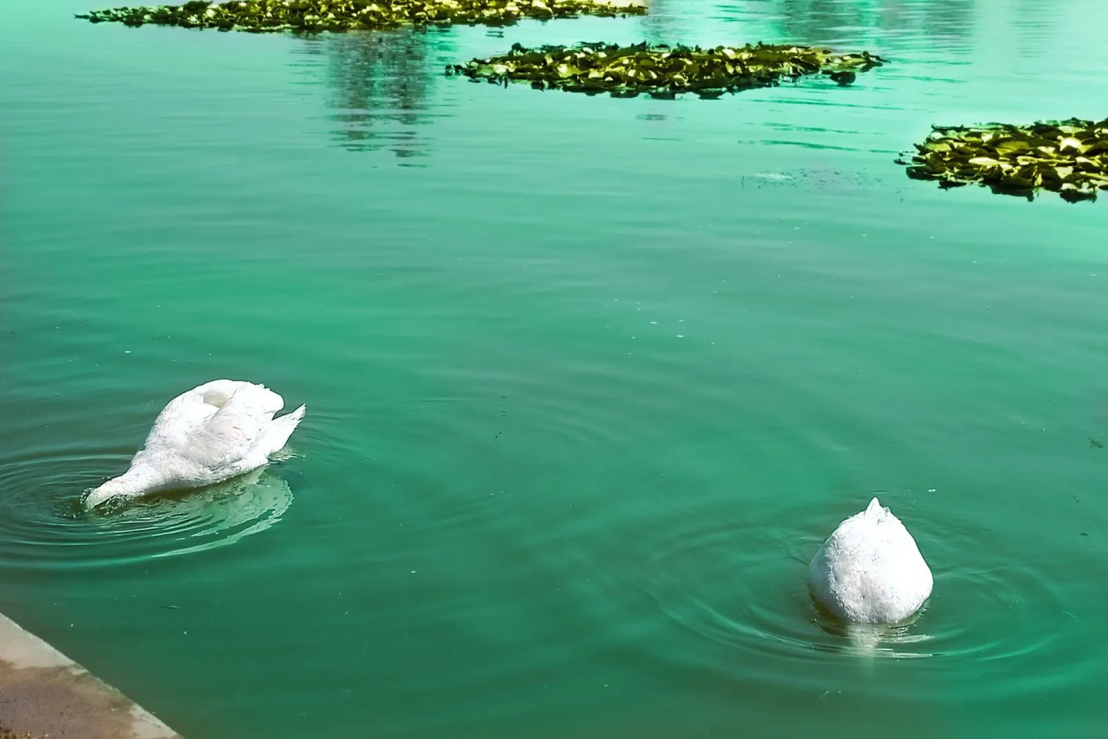 Cigni bianchi su un lago calmo - Stampa naturalistica Fine Art poster da jay