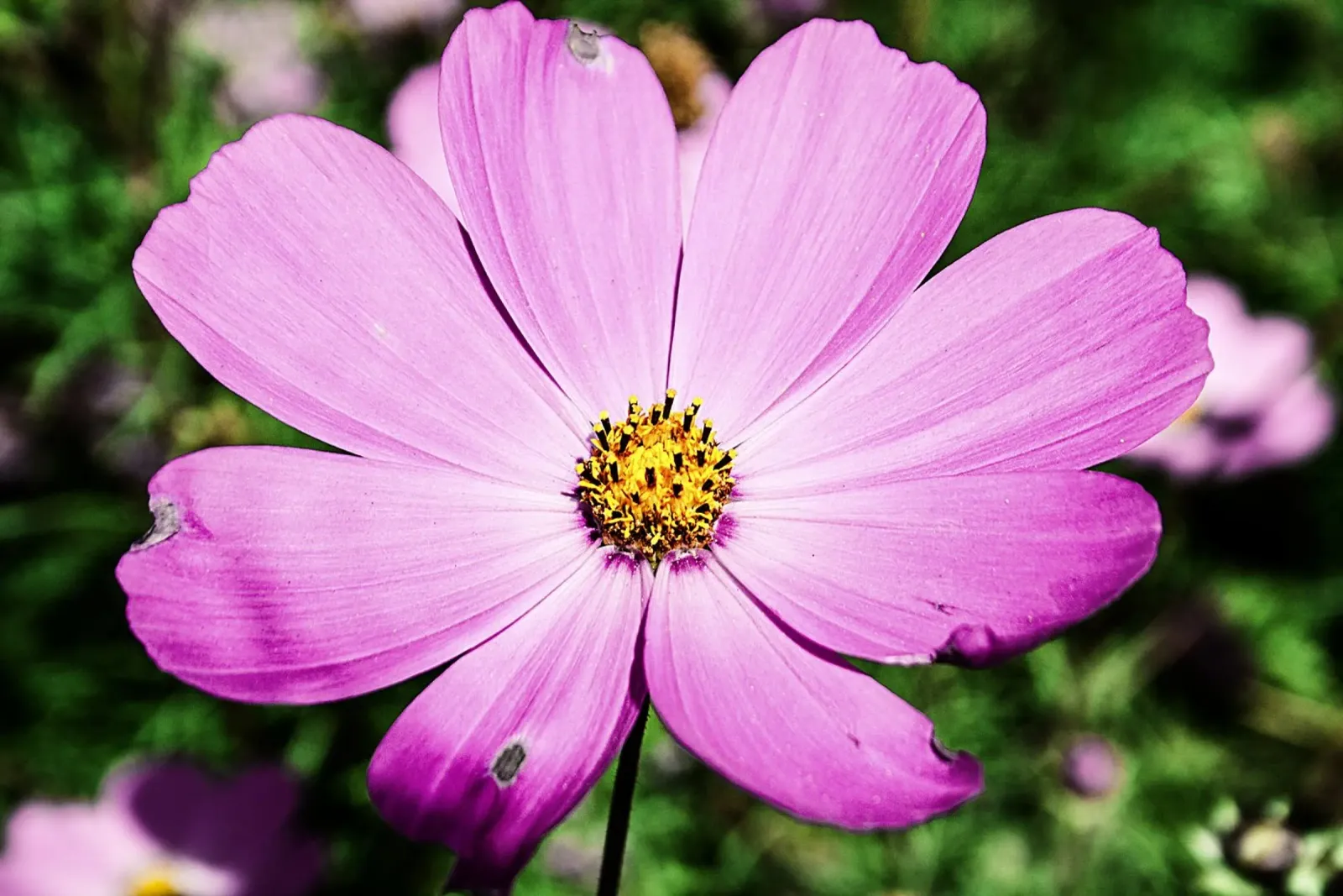 Close-up open flower - Nature Photography Wall Art Print canvas with Floater frame by jay