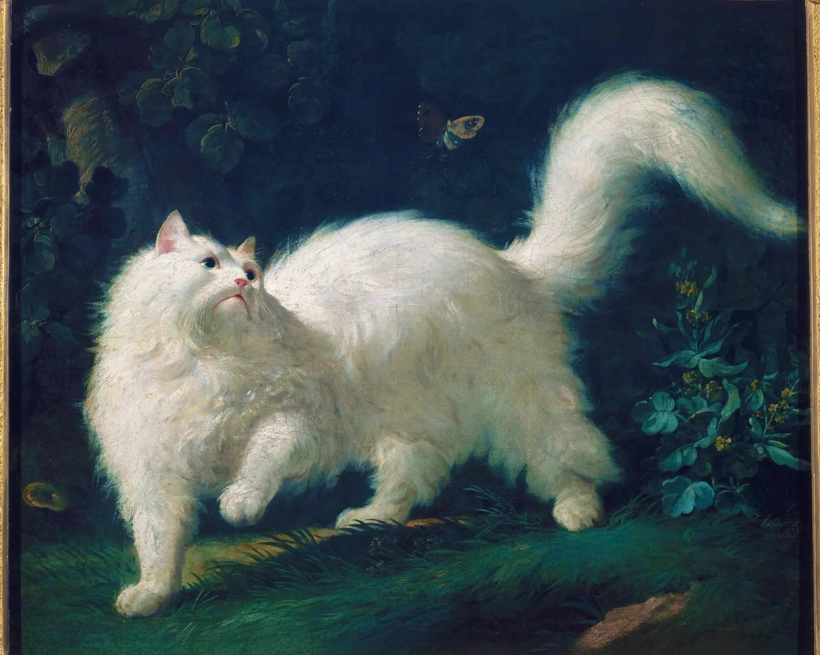 Gatto d'angora bianco che insegue una farfalla - Jean-Jacques Bachelie poster da Venus Art
