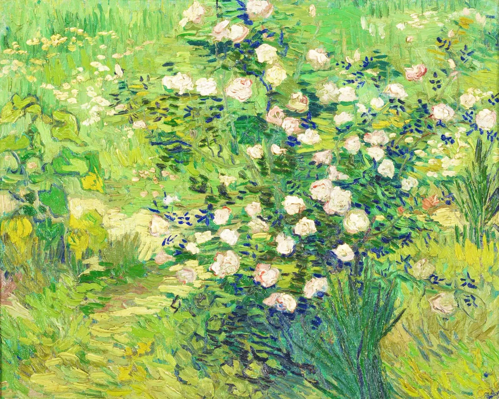 Rose - Vincent van Gogh poster da Van Gogh Prints