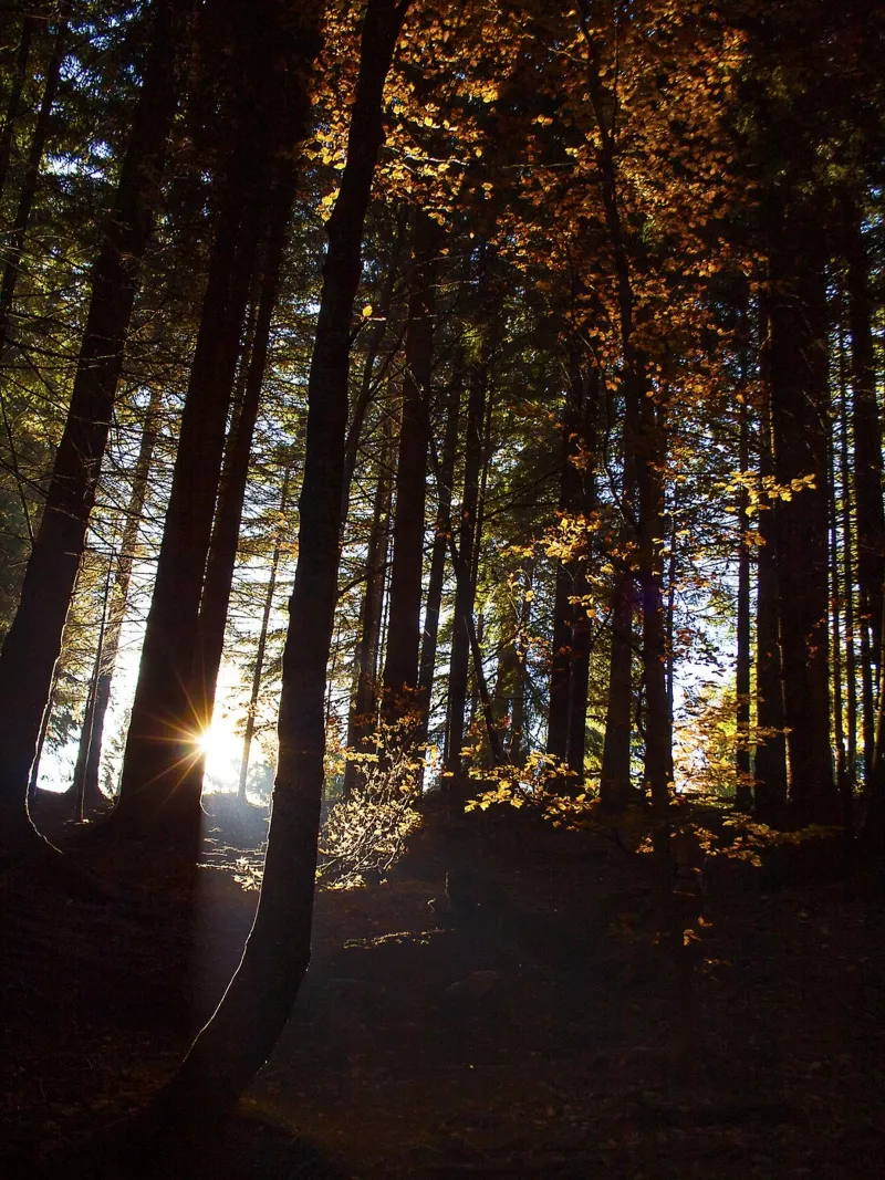 Le soleil transperce une forêt d'automne - Nature Photo Print poster avec cadre en plastique de jay