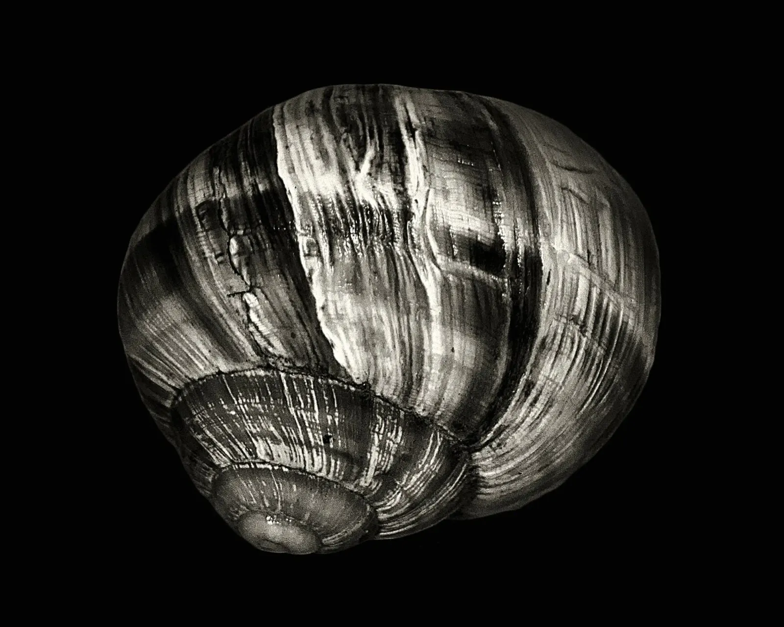 Black & White Close-Up – Spiral Seashell Nature Photo Print poster by jay