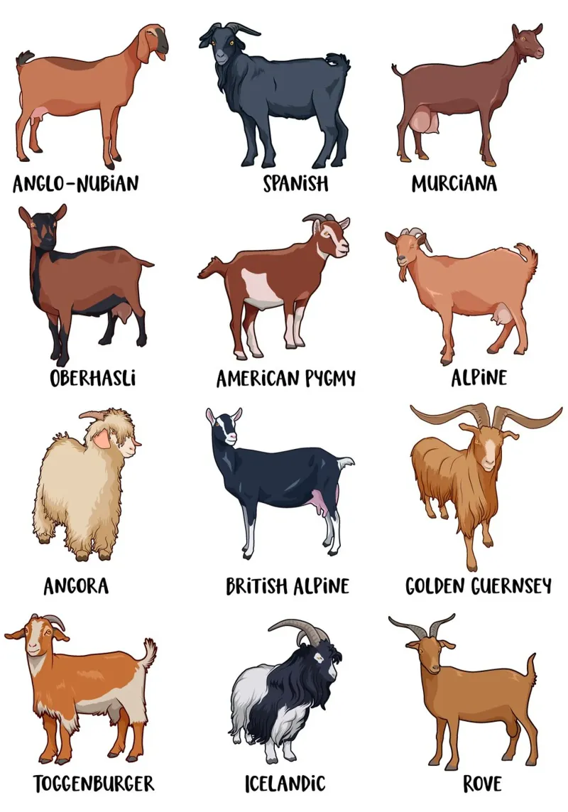 A charming overview of goat breeds poster by pixelbull - medieval art and more