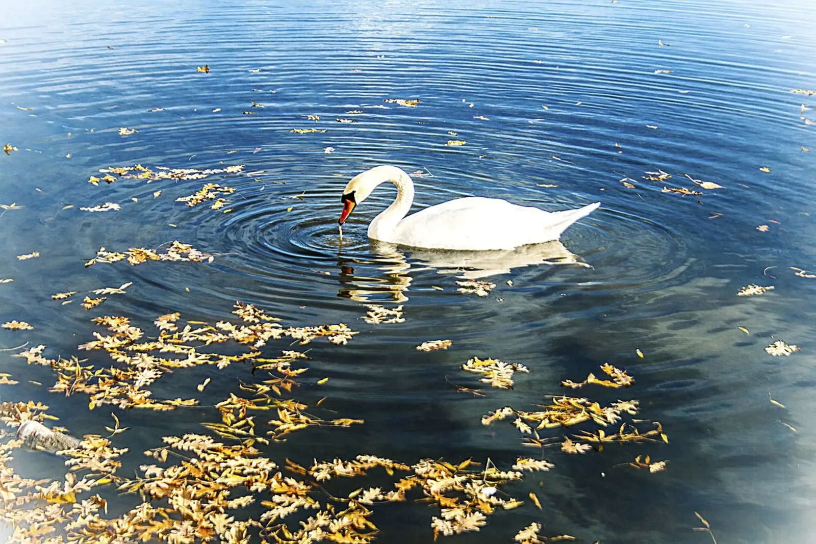 Swan on Tranquil Lake with Ripples – Nature Photo Print poster by jay
