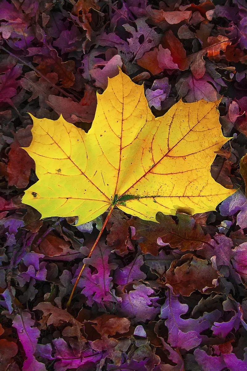 Feuille jaune sur feuillage violet - Nature Photo Print poster de jay