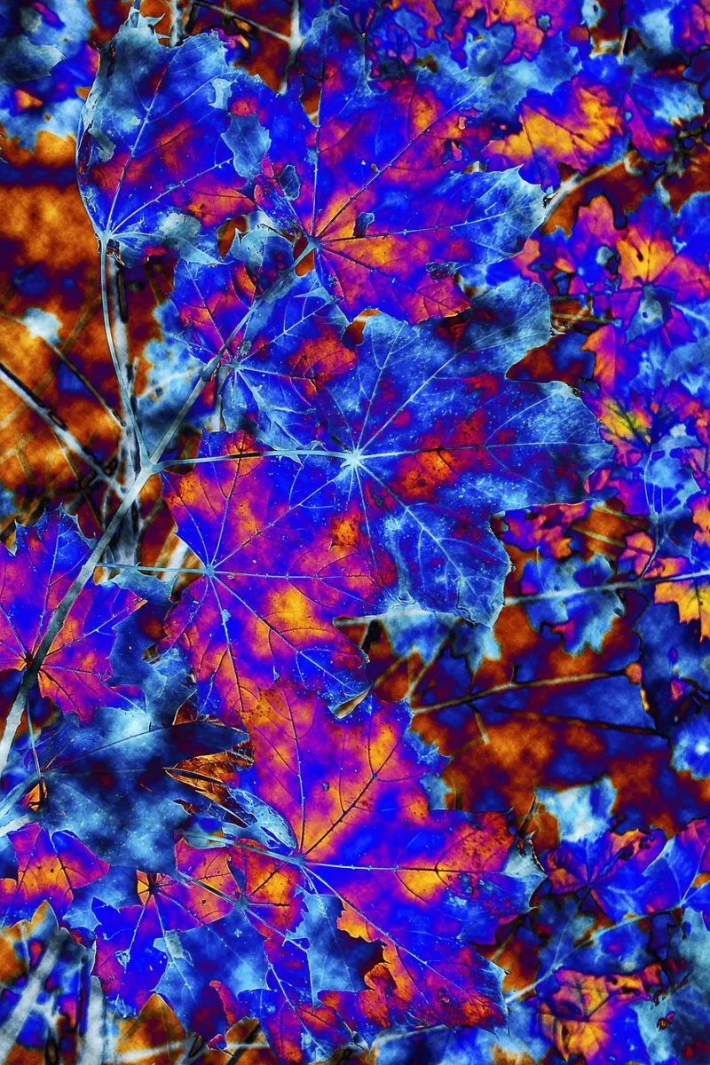 Abstract Autumn Leaves – Vibrant Indigo and Yellow Print poster by jay