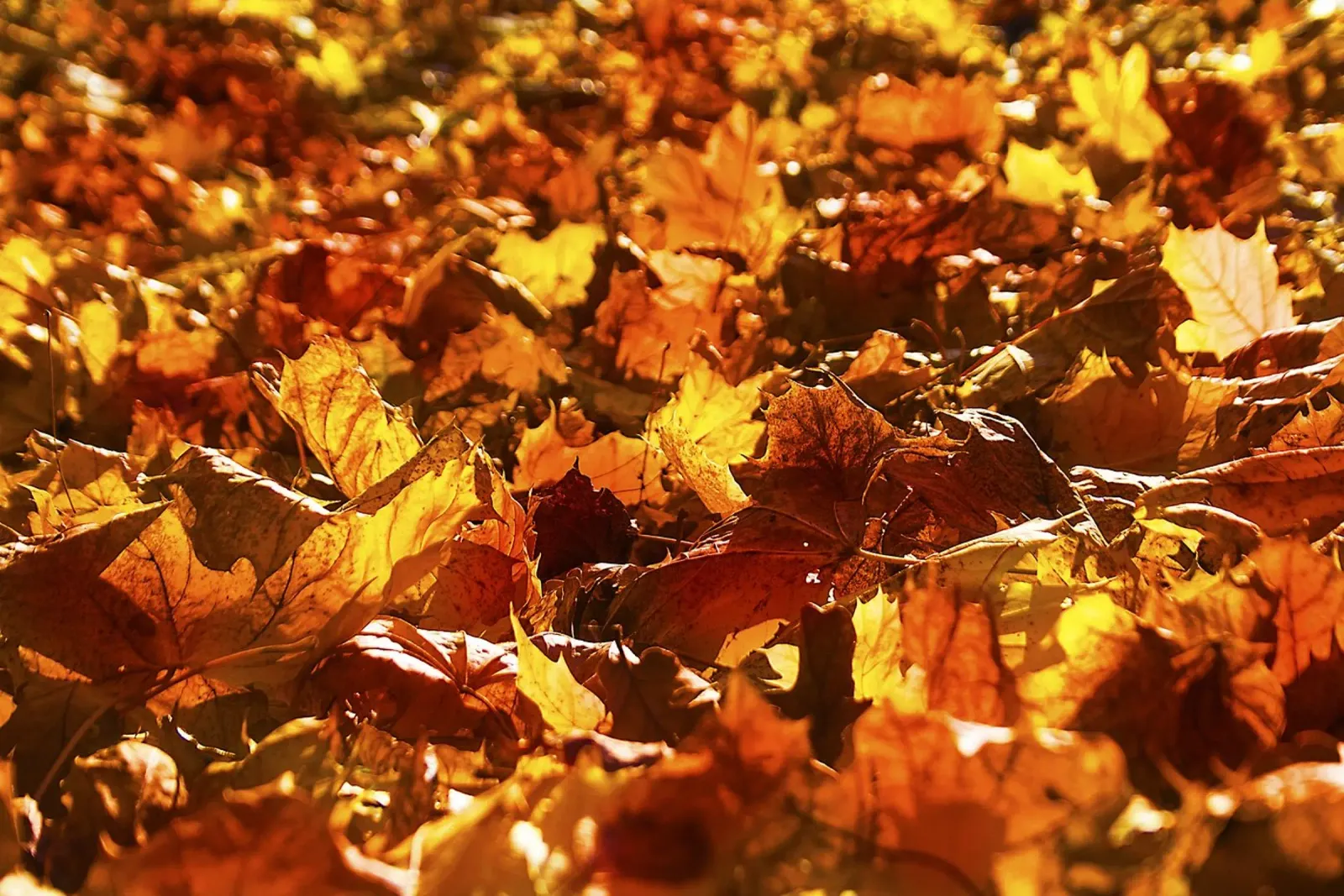 Feuilles d'automne dorées baignées de soleil - Nature Photo Print poster de jay