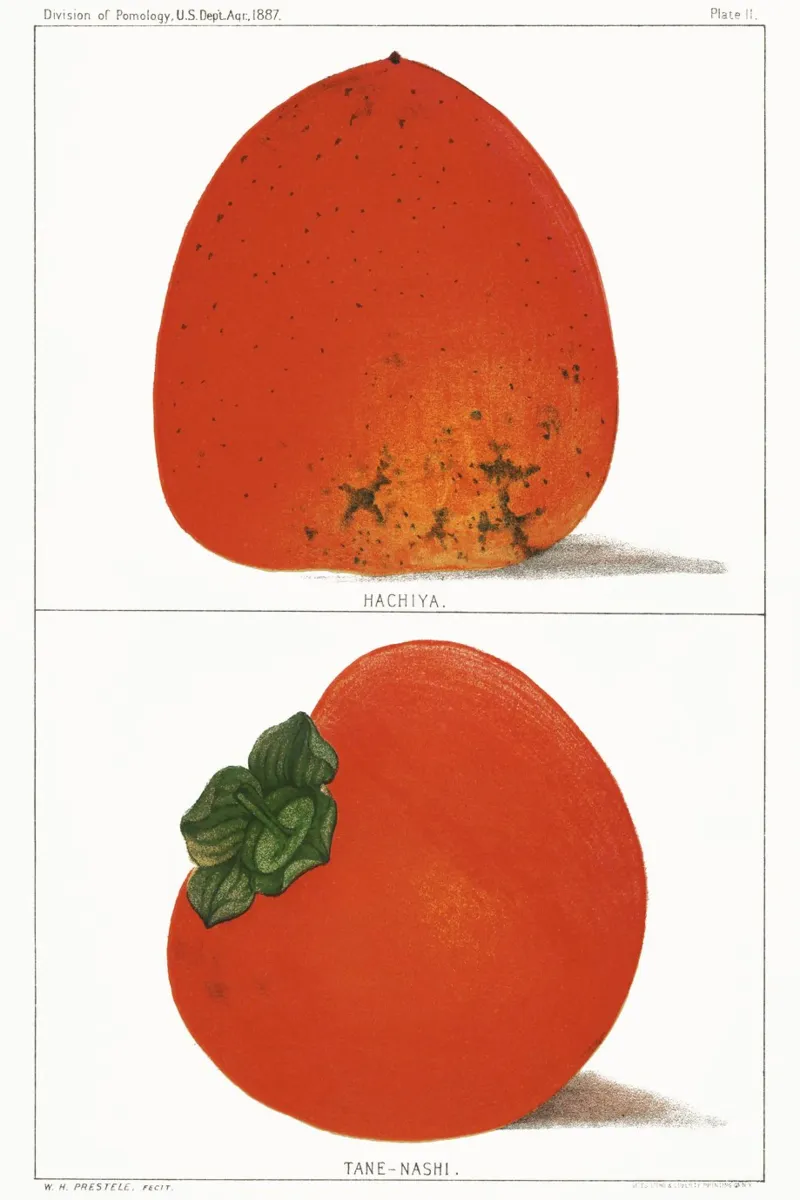 Illustrazione vintage di cachi freschi tela con Cornice a cassetta da Jolie Prints