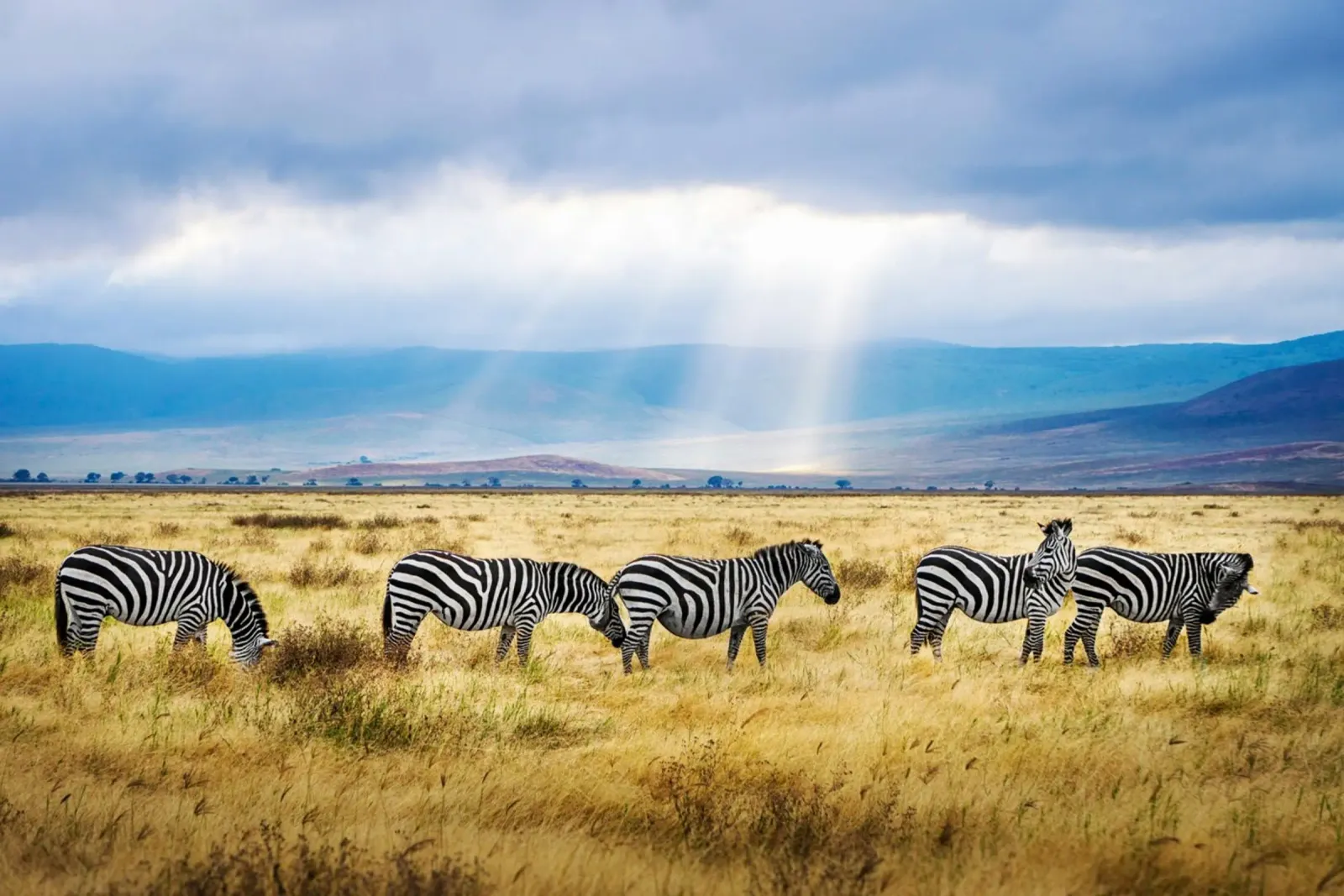 Bellezze a strisce della Savana poster da Nature's Palette