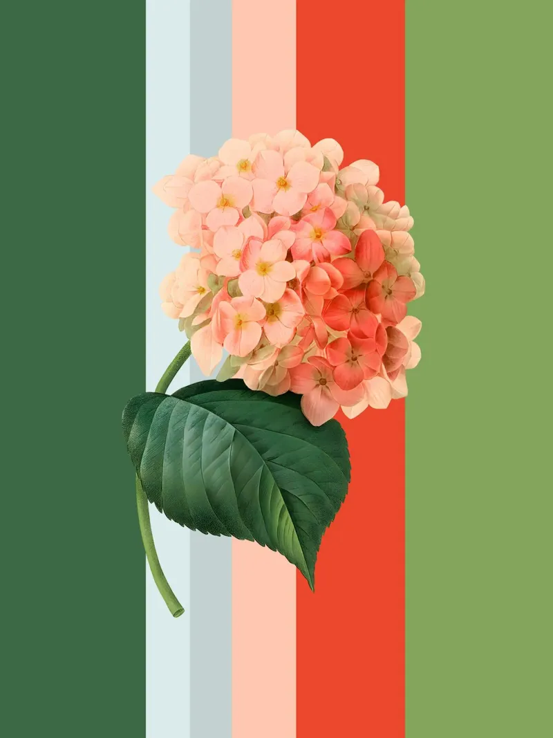 Belle Botanica 1 Hortensie poster con telaio in alluminio da superprint